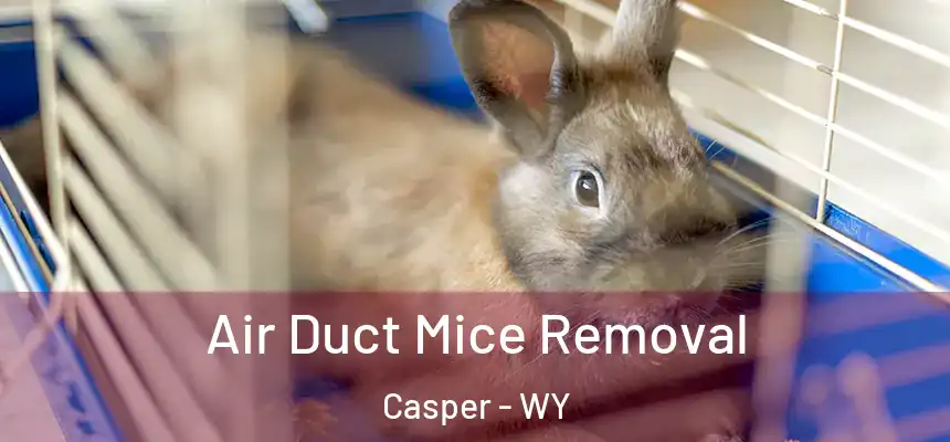  Air Duct Mice Removal Casper - WY